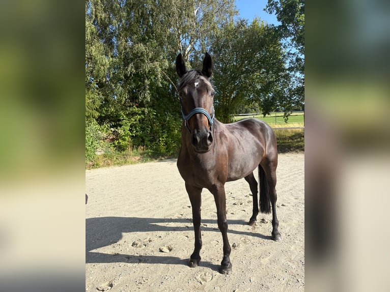 Más caballos centroeuropeos Yegua 8 años 165 cm Castaño oscuro in Warstein