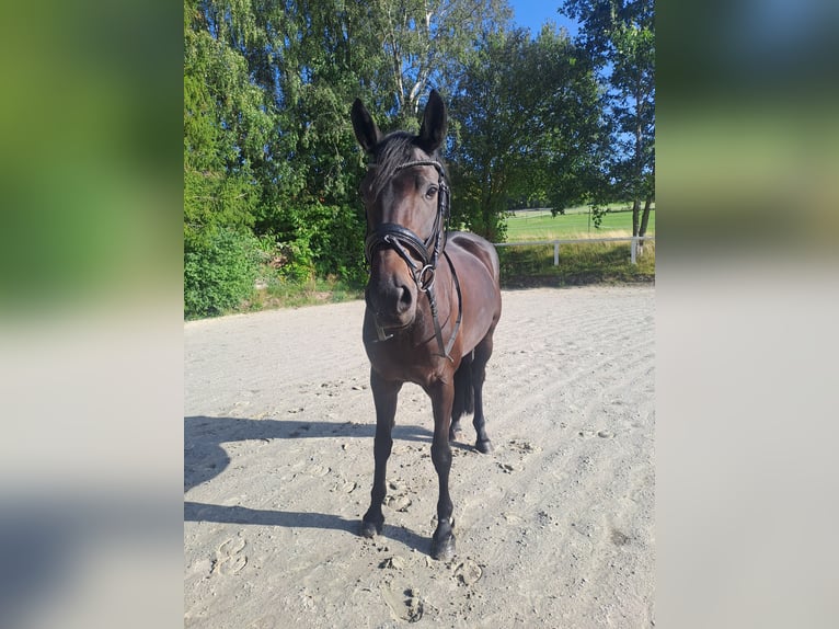 Más caballos centroeuropeos Yegua 8 años 165 cm Castaño oscuro in Warstein