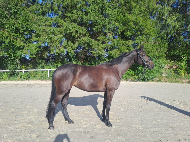 Más caballos centroeuropeos Yegua 8 años 165 cm Castaño oscuro in Warstein