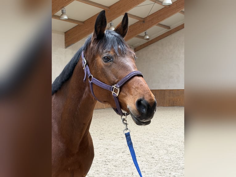 Más caballos centroeuropeos Yegua 8 años 165 cm Castaño rojizo in Świętoszowice