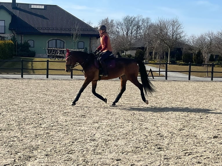 Más caballos centroeuropeos Yegua 8 años 165 cm Castaño rojizo in Świętoszowice