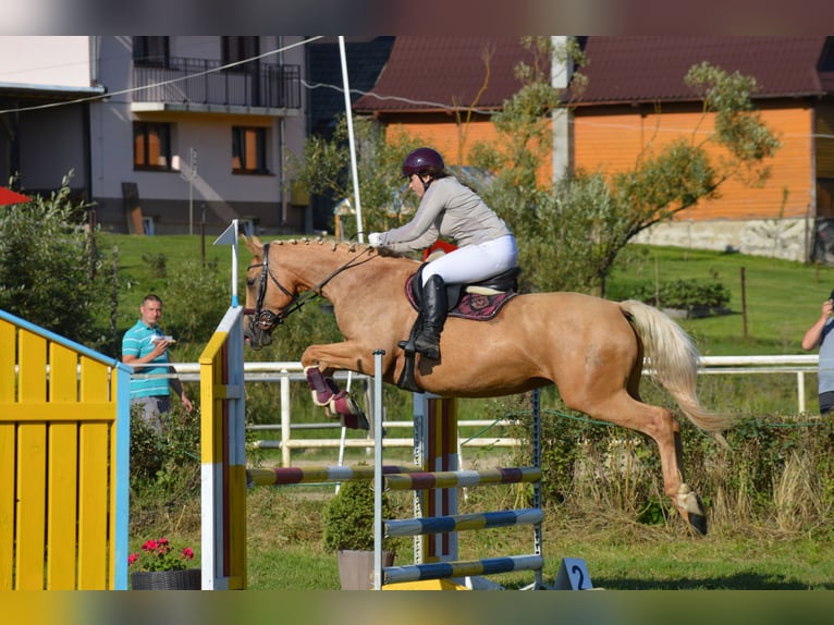 Más caballos centroeuropeos Yegua 8 años 165 cm Palomino in Gronków