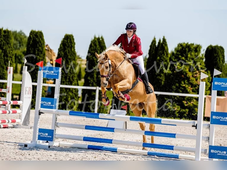 Más caballos centroeuropeos Yegua 8 años 165 cm Palomino in Gronków