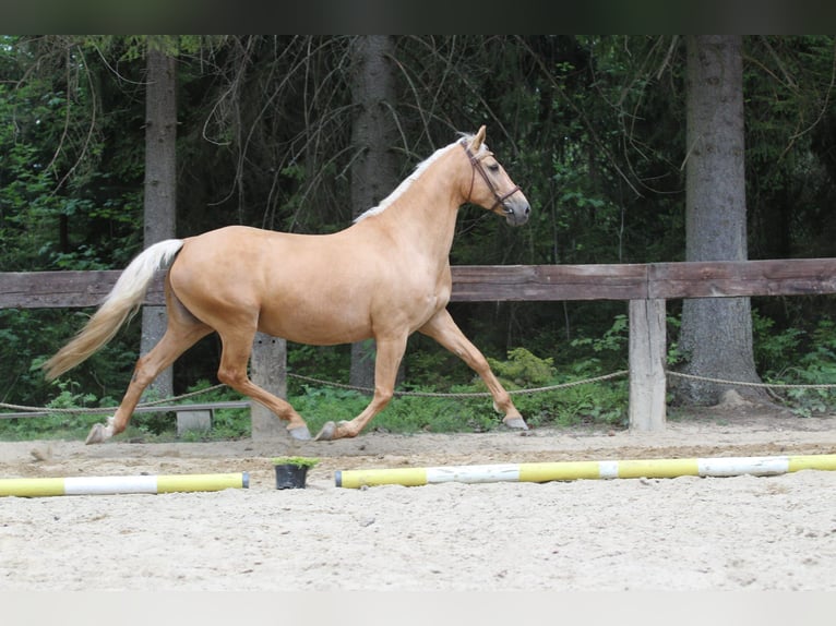 Más caballos centroeuropeos Yegua 8 años 165 cm Palomino in Gronków