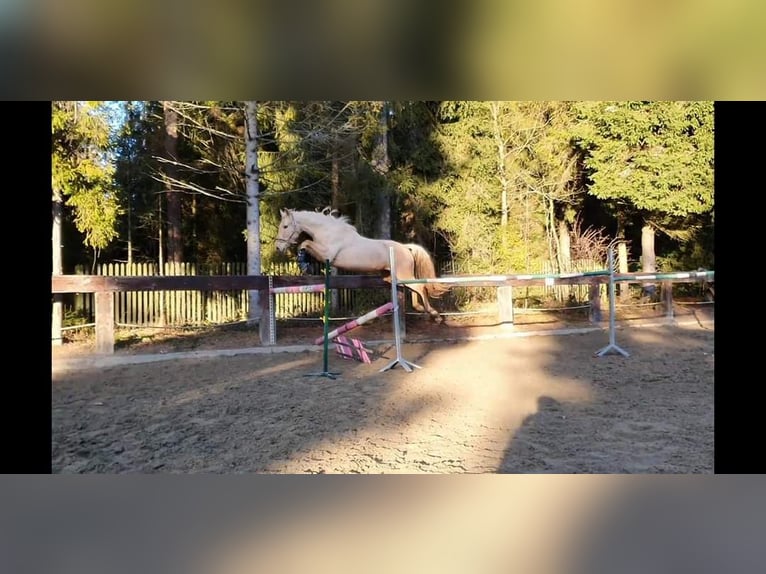 Más caballos centroeuropeos Yegua 8 años 165 cm Palomino in Gronków