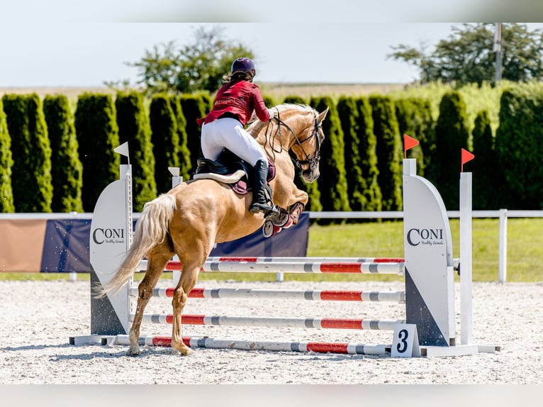 Más caballos centroeuropeos Yegua 8 años 165 cm Palomino in Gronków