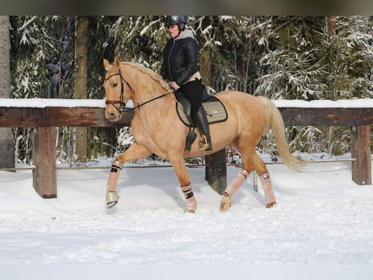 Más caballos centroeuropeos Yegua 8 años 165 cm Palomino in Gronków