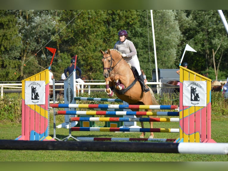 Más caballos centroeuropeos Yegua 8 años 165 cm Palomino in Gronków