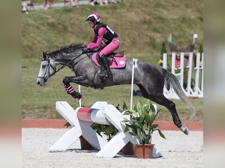 Más caballos centroeuropeos Yegua 8 años 167 cm Tordo in Sankt Peter am Kammersberg