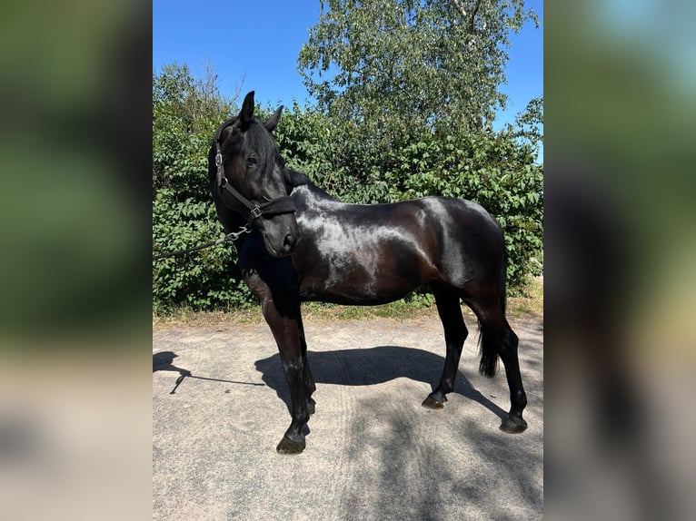 Más caballos centroeuropeos Yegua 8 años 168 cm Negro in Bischofsheim