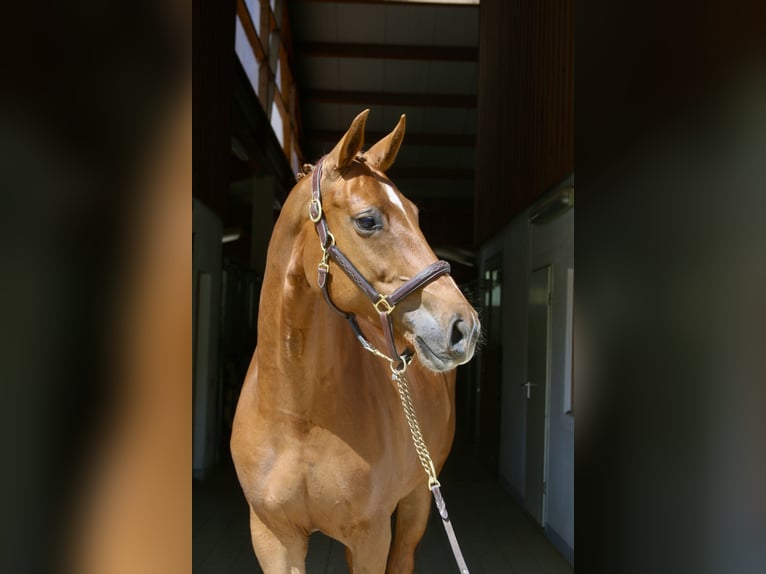 Más caballos centroeuropeos Yegua 8 años 169 cm Alazán in Erharting