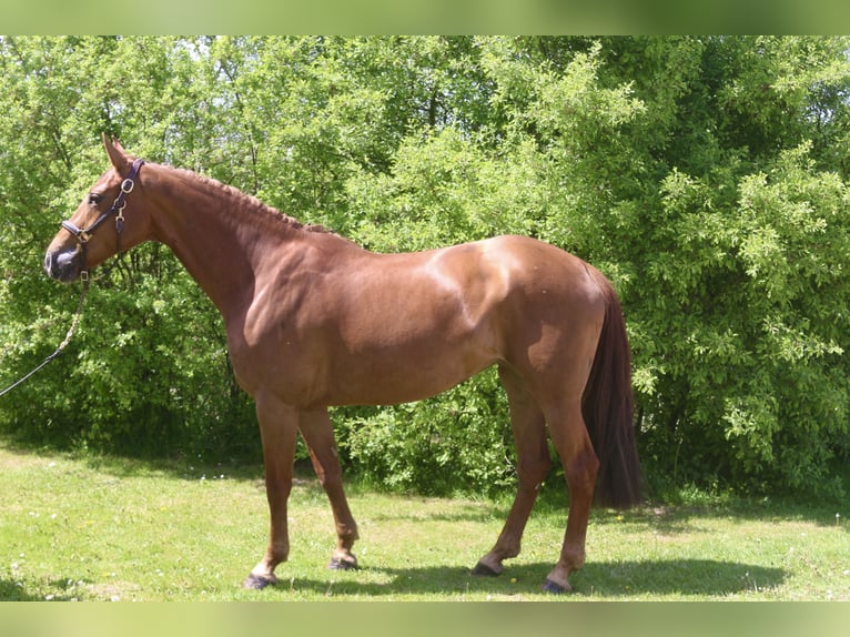 Más caballos centroeuropeos Yegua 8 años 169 cm Alazán in Erharting