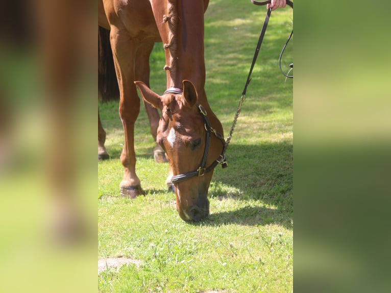 Más caballos centroeuropeos Yegua 8 años 169 cm Alazán in Erharting