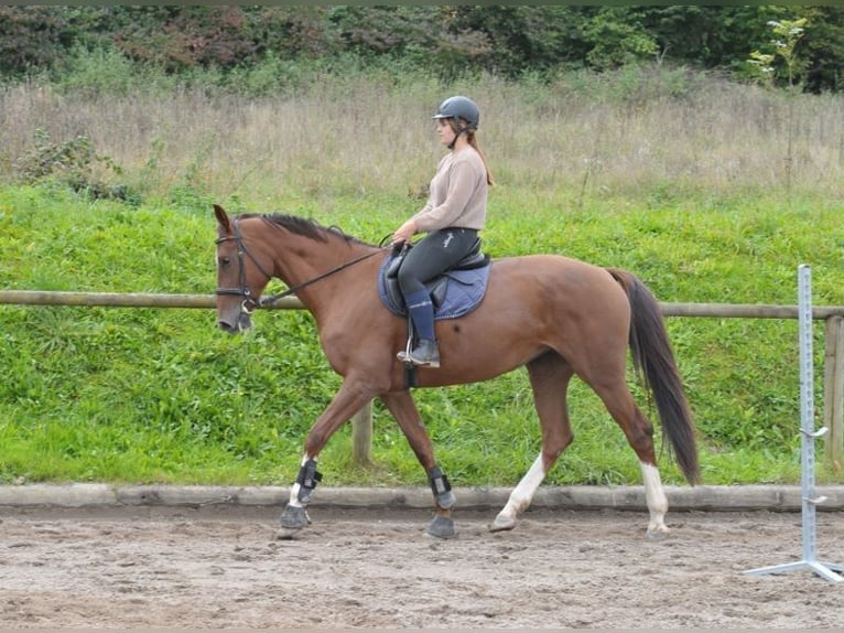 Más caballos centroeuropeos Yegua 8 años 170 cm Alazán-tostado in Wellheim