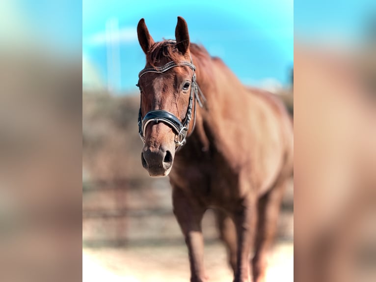 Más caballos centroeuropeos Yegua 8 años 175 cm Alazán-tostado in Trzebnica