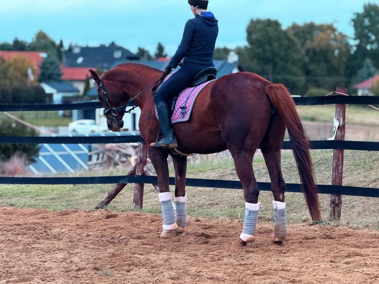Más caballos centroeuropeos Yegua 8 años 175 cm Alazán-tostado in Trzebnica