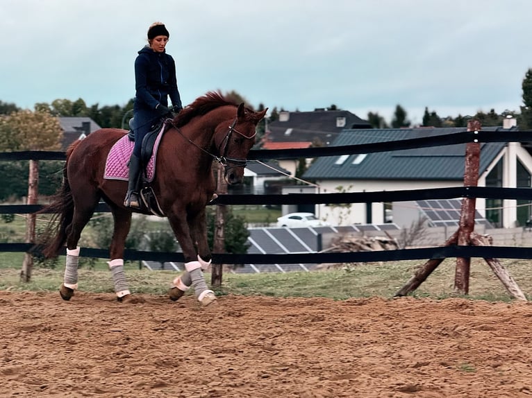 Más caballos centroeuropeos Yegua 8 años 175 cm Alazán-tostado in Trzebnica