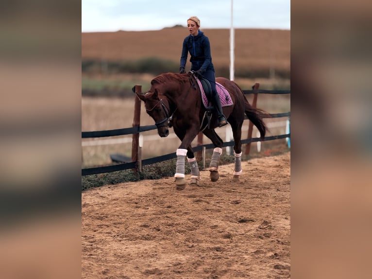 Más caballos centroeuropeos Yegua 8 años 175 cm Alazán-tostado in Trzebnica