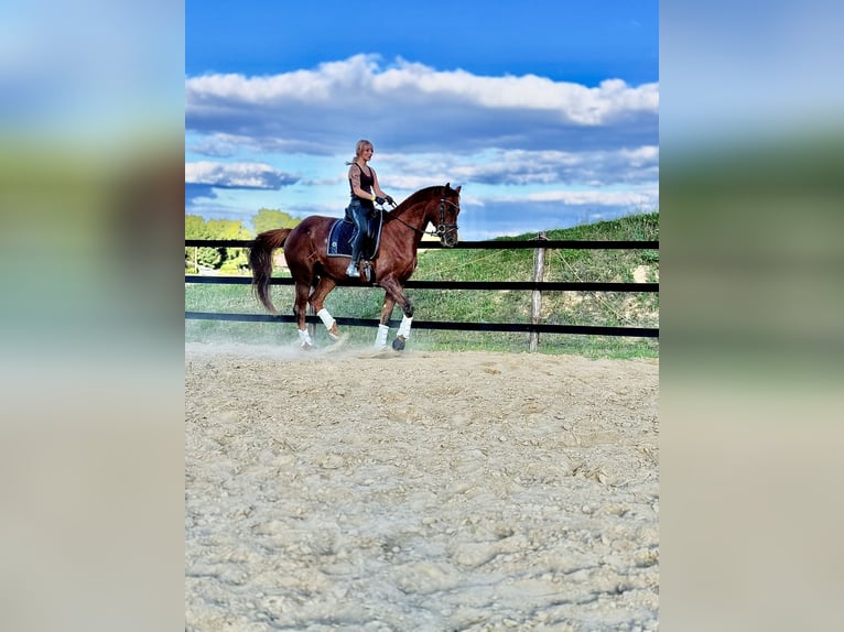 Más caballos centroeuropeos Yegua 8 años 175 cm Alazán-tostado in Trzebnica