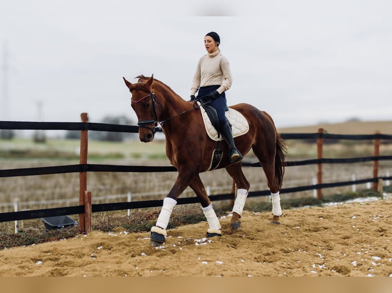 Más caballos centroeuropeos Yegua 8 años 175 cm Alazán-tostado in Trzebnica