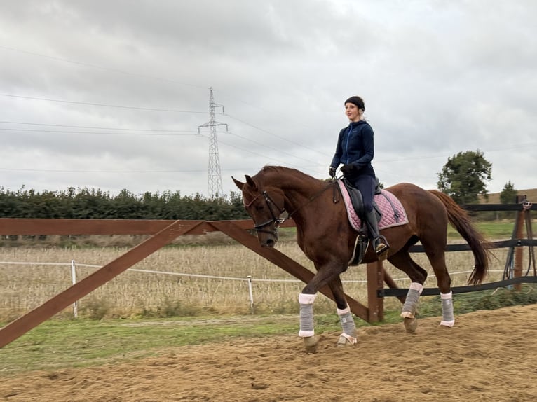 Más caballos centroeuropeos Yegua 8 años 175 cm Alazán-tostado in Trzebnica
