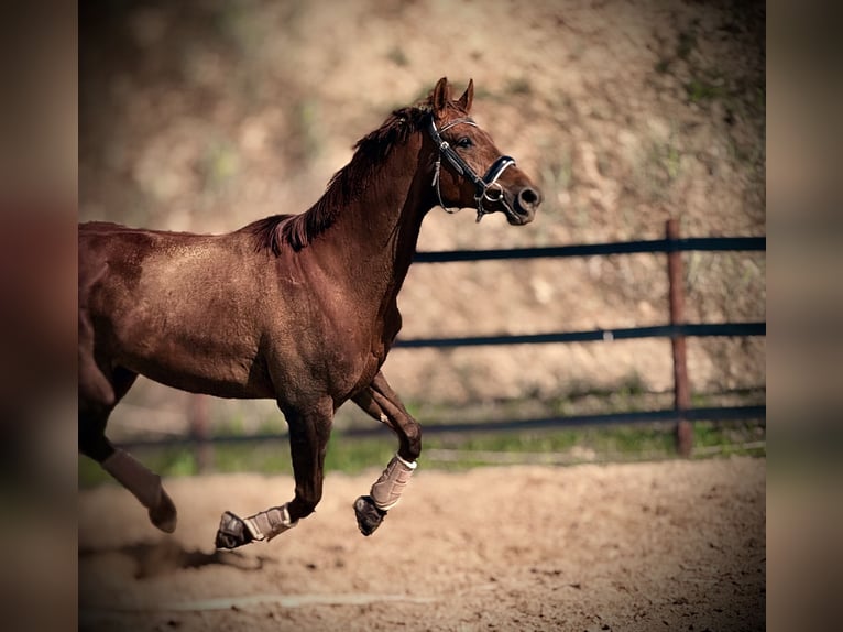 Más caballos centroeuropeos Yegua 8 años 175 cm Alazán-tostado in Trzebnica