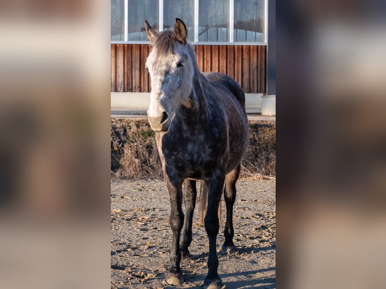 Más caballos centroeuropeos Yegua 8 años in Stainz