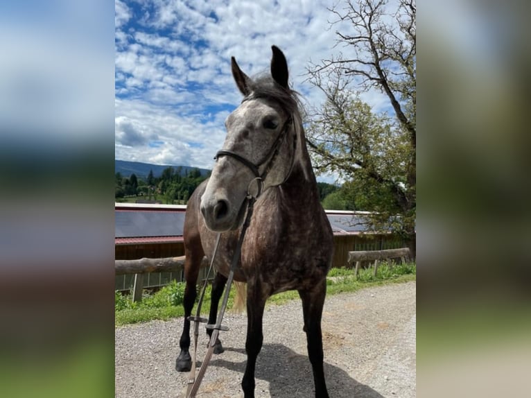 Más caballos centroeuropeos Yegua 8 años in Stainz