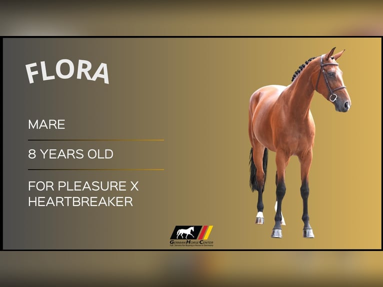 Más caballos centroeuropeos Yegua 8 años Castaño in Z&#xFC;lpich