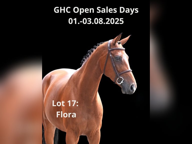 Más caballos centroeuropeos Yegua 8 años Castaño in Z&#xFC;lpich
