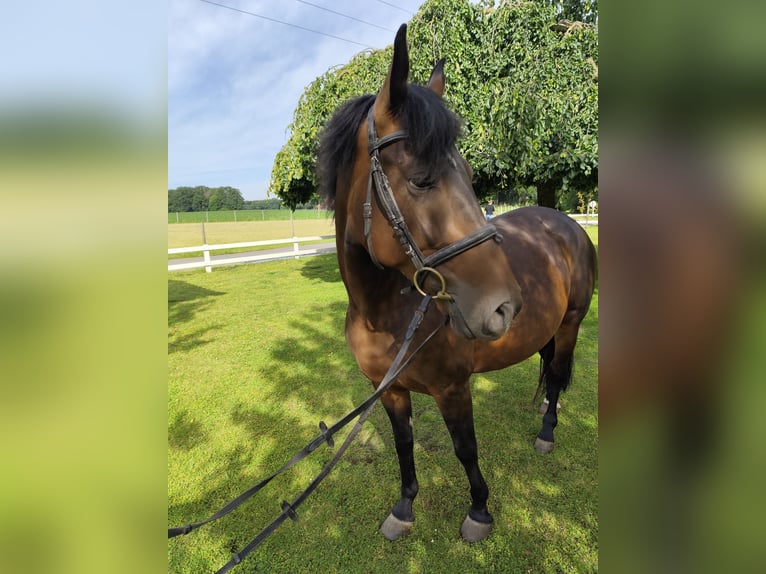 Más caballos centroeuropeos Yegua 9 años 160 cm Castaño oscuro in Bad Laer