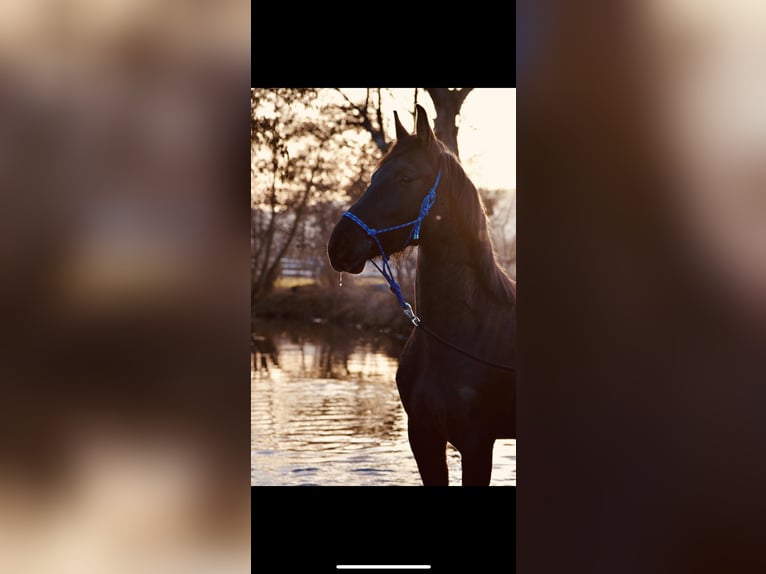 Más caballos centroeuropeos Yegua 9 años 160 cm Negro in Haßloch