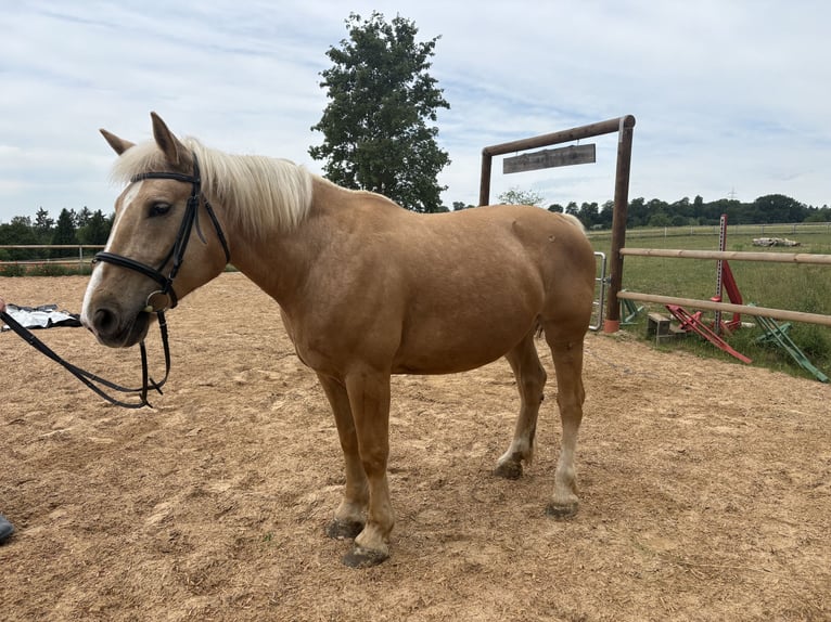Más caballos centroeuropeos Yegua 9 años 160 cm Palomino in Rennertshofen