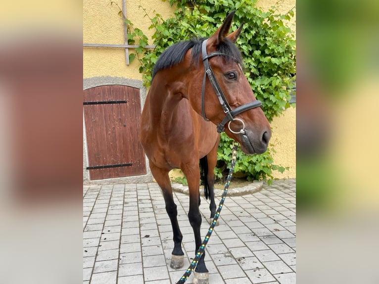 Más caballos centroeuropeos Yegua 9 años 163 cm Castaño in Wellheim