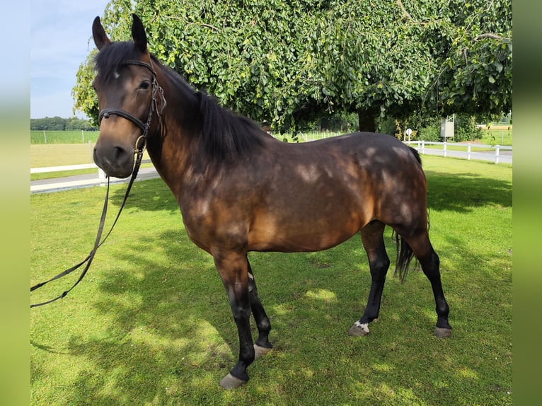 Más caballos centroeuropeos Yegua 9 años 163 cm Castaño oscuro in Bad Laer