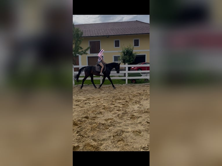 Más caballos centroeuropeos Yegua 9 años 163 cm Morcillo in Wolfsbach