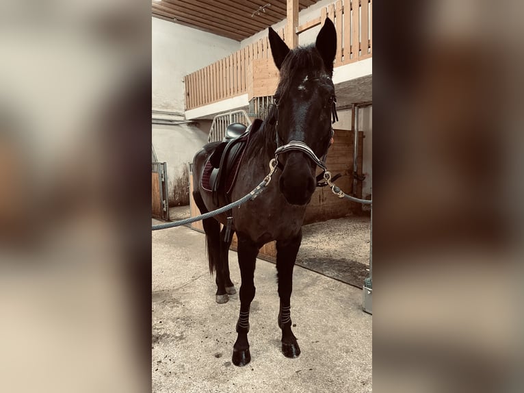 Más caballos centroeuropeos Yegua 9 años 163 cm Morcillo in Wolfsbach