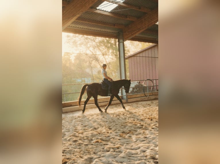 Más caballos centroeuropeos Mestizo Yegua 9 años 164 cm Morcillo in Wolfsbach