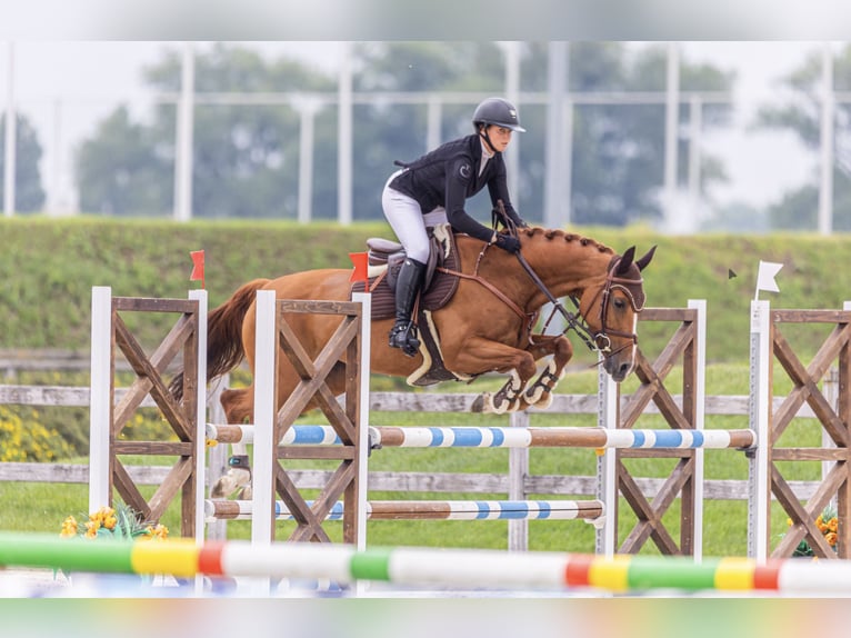 Más caballos centroeuropeos Yegua 9 años 165 cm Alazán in Buc