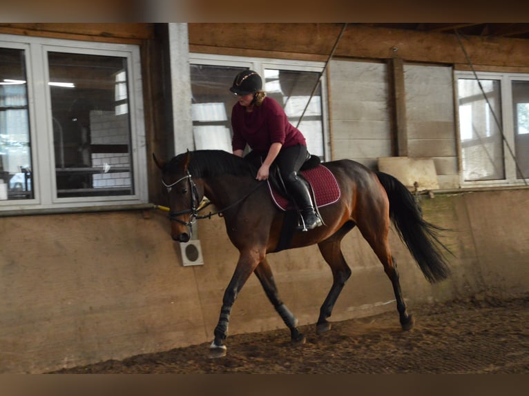 Más caballos centroeuropeos Mestizo Yegua 9 años 165 cm Castaño in Rheda-Wiedenbrück