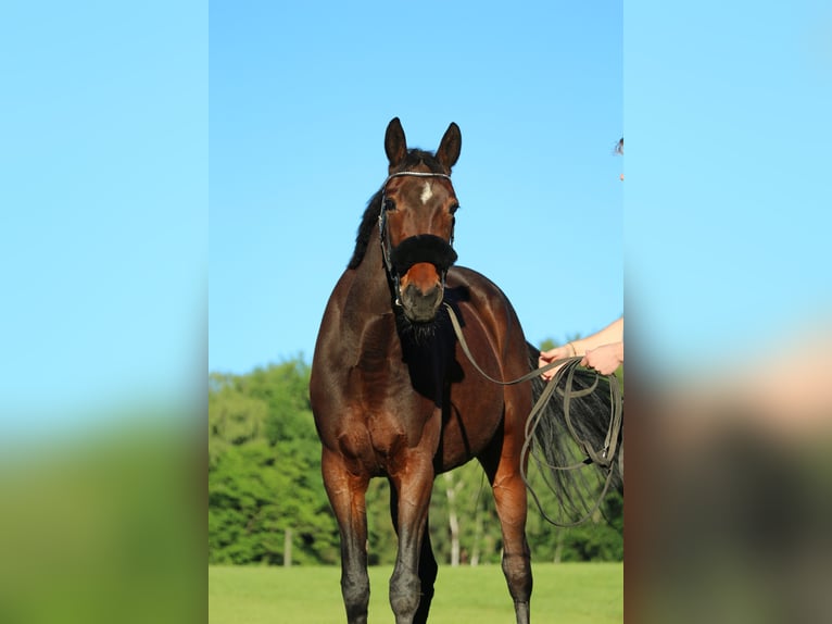 Más caballos centroeuropeos Yegua 9 años 165 cm Castaño oscuro in Villach