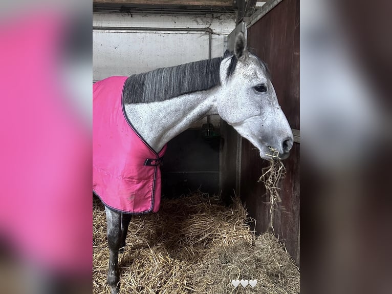 Más caballos centroeuropeos Yegua 9 años 165 cm Tordo in Sint-Martens-Lennik