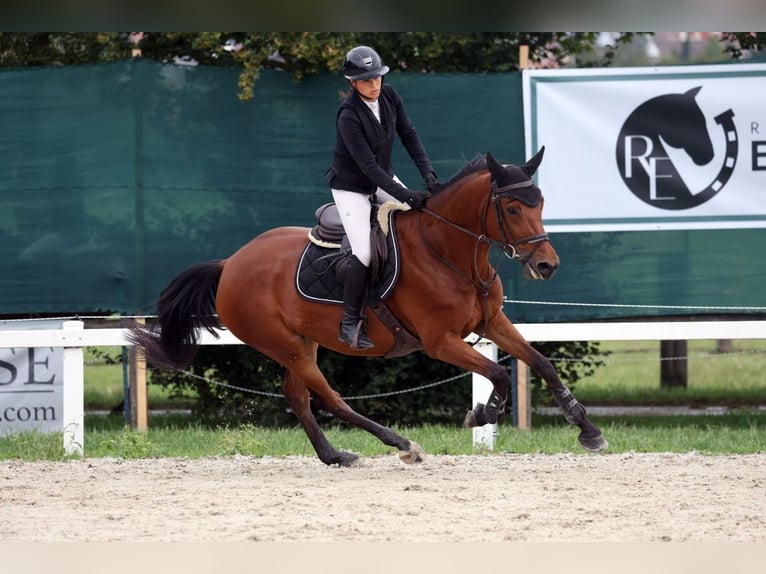 Más caballos centroeuropeos Yegua 9 años 167 cm Castaño in Weichs