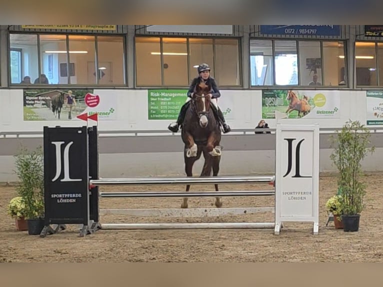 Más caballos centroeuropeos Yegua 9 años 168 cm Alazán-tostado in Braunschweig