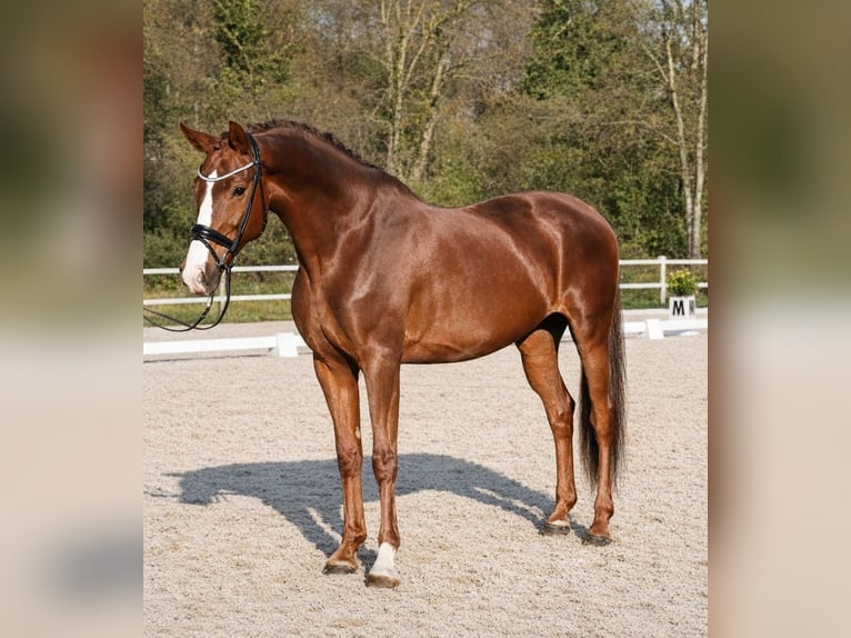Más caballos centroeuropeos Yegua 9 años 168 cm in Neuss
