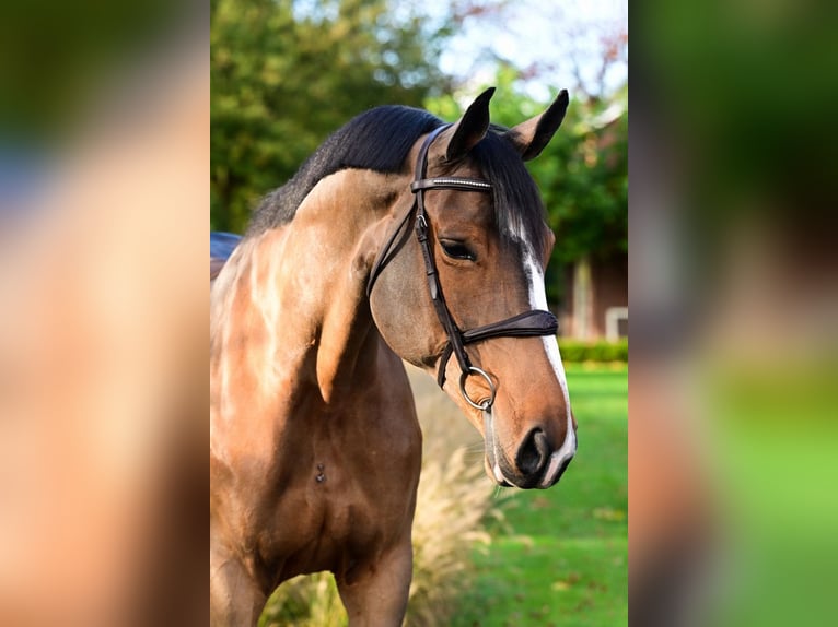 Más caballos centroeuropeos Yegua 9 años 168 cm Castaño in Bladel