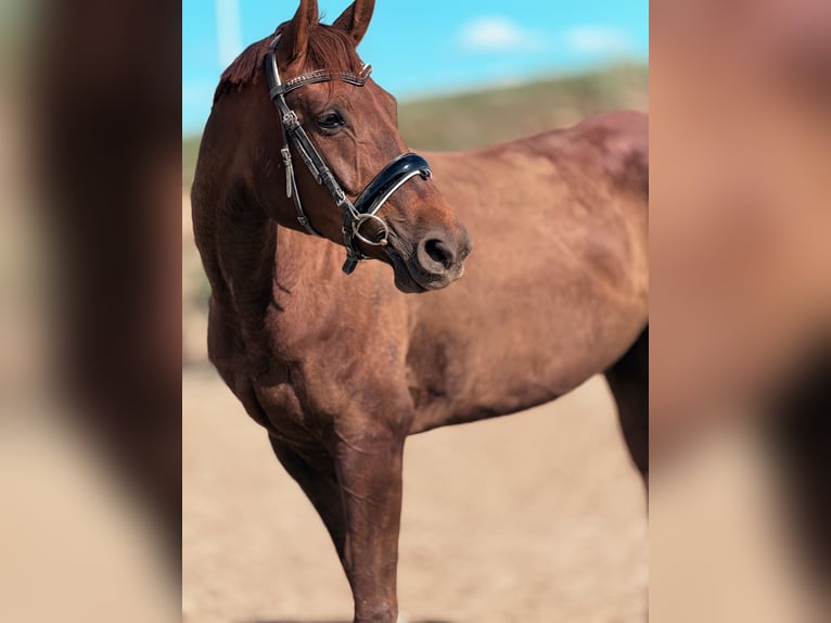 Más caballos centroeuropeos Yegua 9 años 175 cm Alazán-tostado in Trzebnica