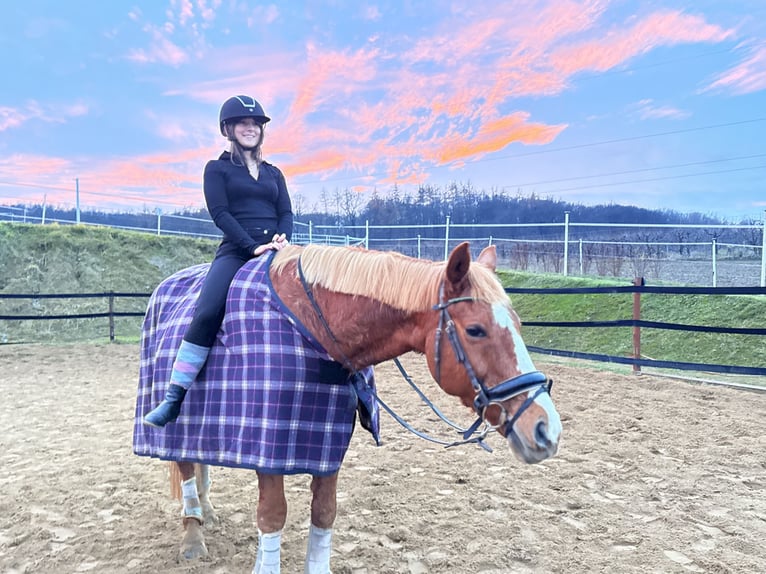 Más caballos centroeuropeos Yegua 9 años 175 cm Alazán-tostado in Trzebnica