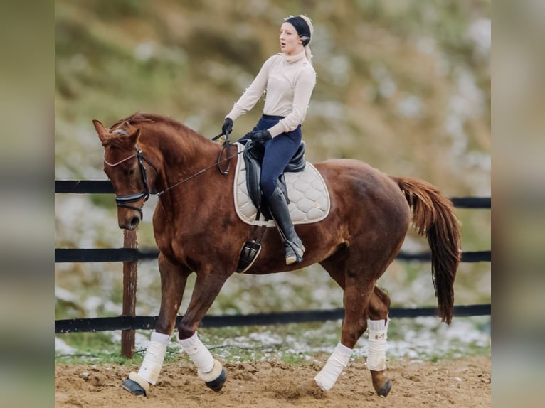 Más caballos centroeuropeos Yegua 9 años 175 cm Alazán-tostado in Trzebnica
