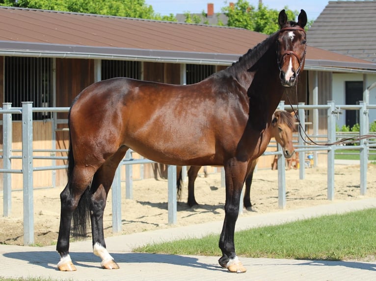 Más caballos centroeuropeos Yegua 9 años 178 cm Castaño in Traisen